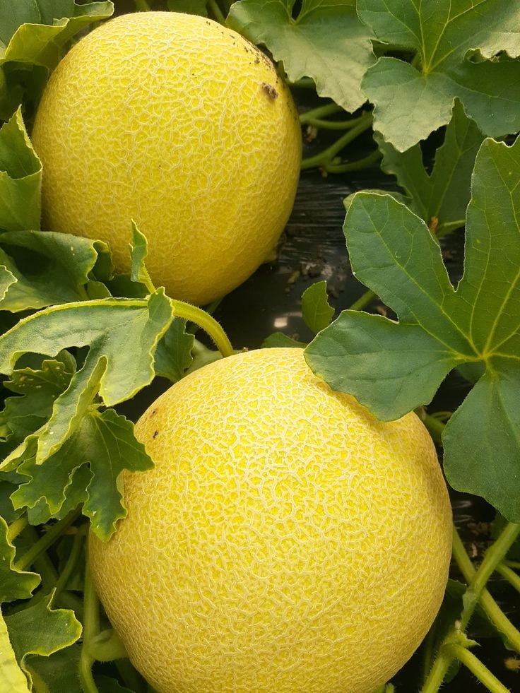 Benih Melon Golden Aroma