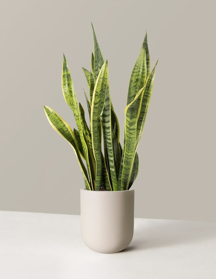 Sansevieria Trifasciata