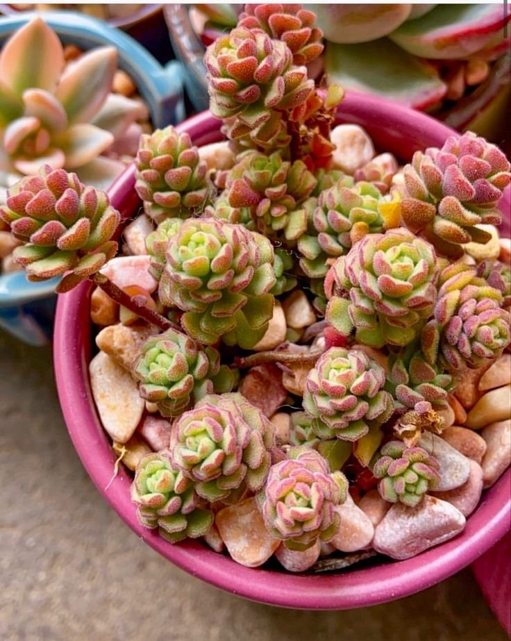 Sukulen Rose Stone Mini